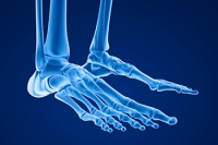 The Harmony of Ankle Bones